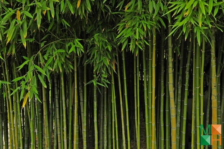 Tranh dán tường cho phòng khách đẹp tại Hà Nội NA - 106